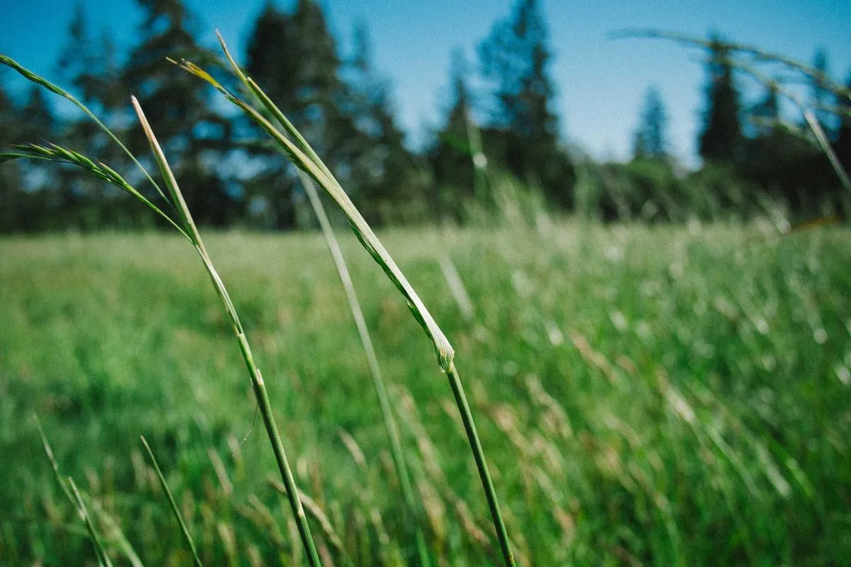 Blades of grass in a green field