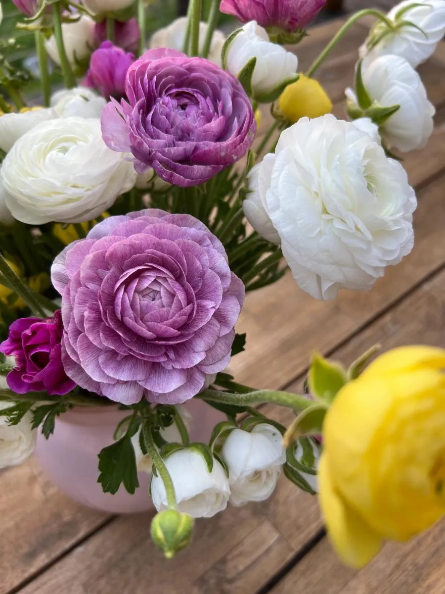 close up of ranunculus flowers, pinkish purple, white, and yellow