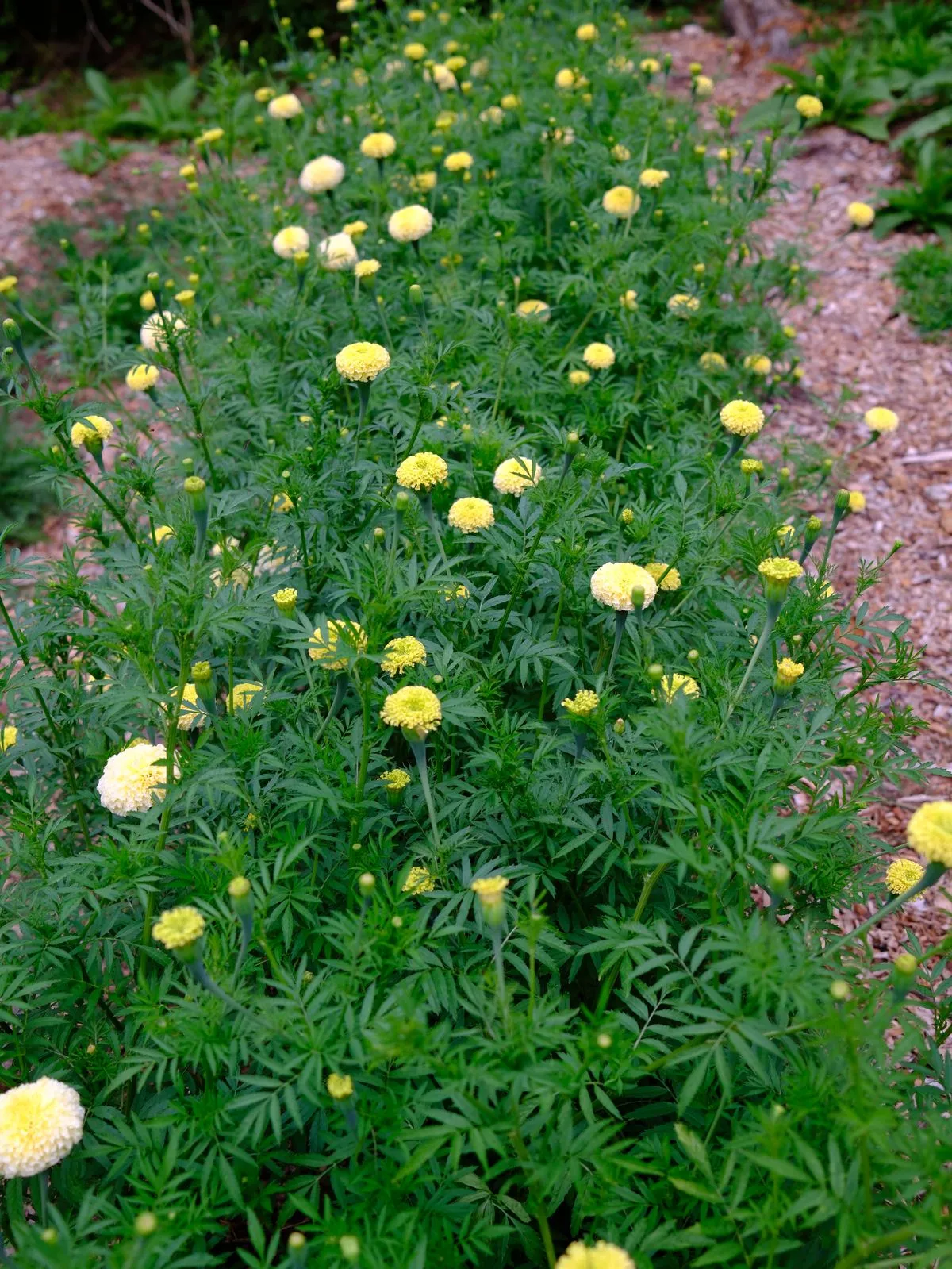 marigolds growing in the field